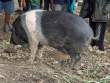 PigBushyTail_OM70408