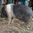 PigBushyTail_OM70408