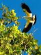 Bird_OM20849