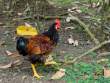 Chicken_OM73430