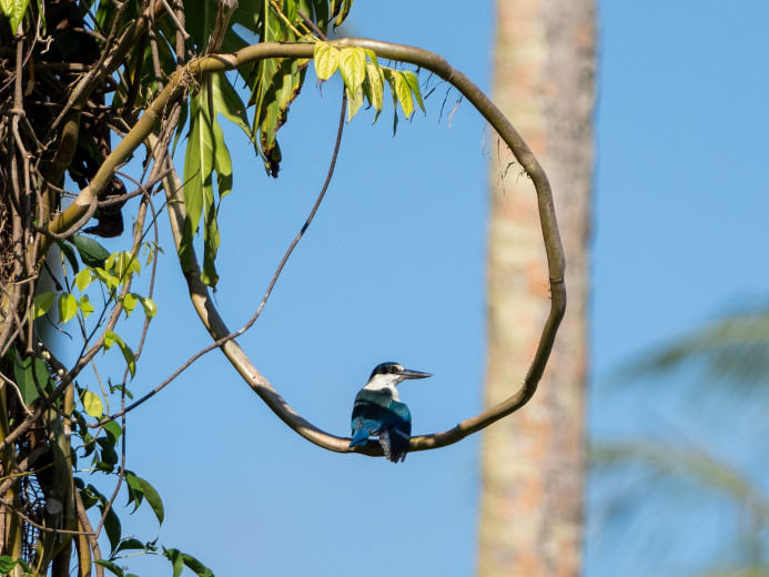 KingFisher_OM21447