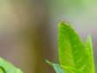 SpiderandWeb_OM21468