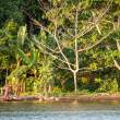 TreesKarkar_OM20979