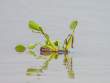 WaterHyacinth_OM21048