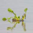 WaterHyacinth_OM21048