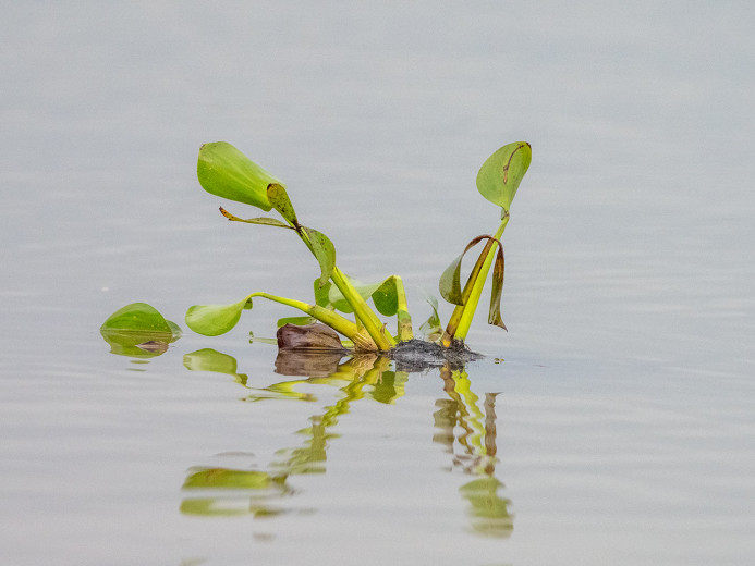 WaterHyacinth_OM21048