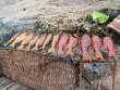 FishSmoking_OM72463