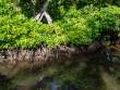 Mangroves_OM72218