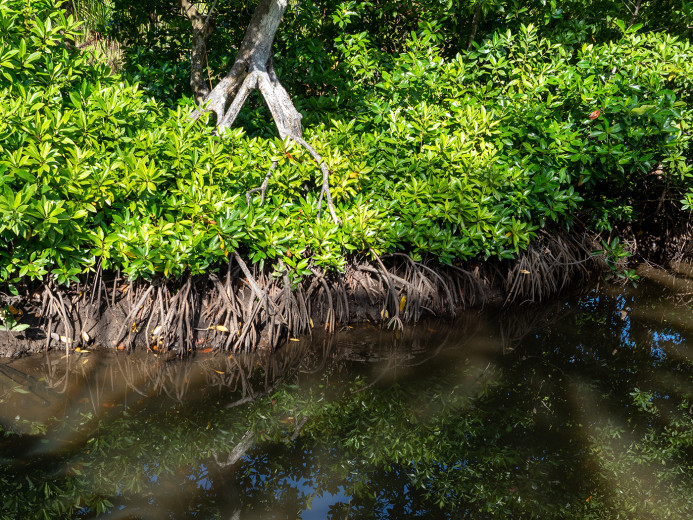 Mangroves_OM72218