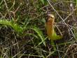 PitcherPlant_OM72291