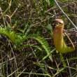 PitcherPlant_OM72291