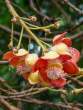 CannonballTreeFlower_OM71742