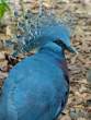 Pigeon_OM71628