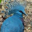 Pigeon_OM71628