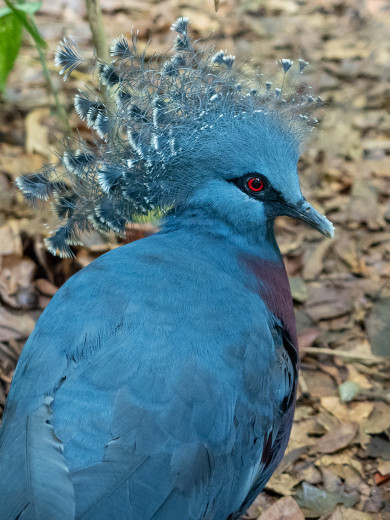 Pigeon_OM71628