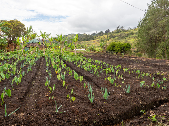 GardenTaroOnion_OM70194