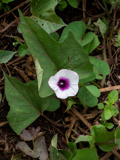 SweetPotatoFlower_OM70291