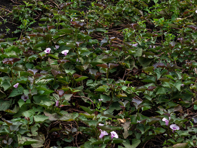 SweetPotatoes_OM70296