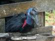 VillageCaptiveCassowary_OM70947