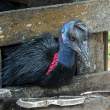 VillageCaptiveCassowary_OM70947