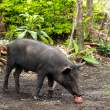 YoungPig2_OM70302