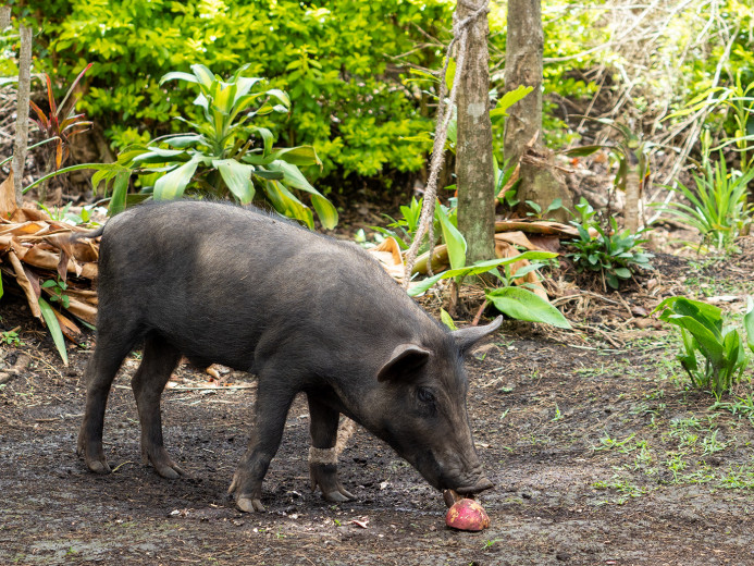 YoungPig2_OM70302