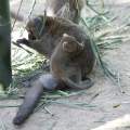 Bamboo Lemur and Young