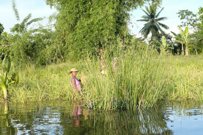 Gathering rice along the river.