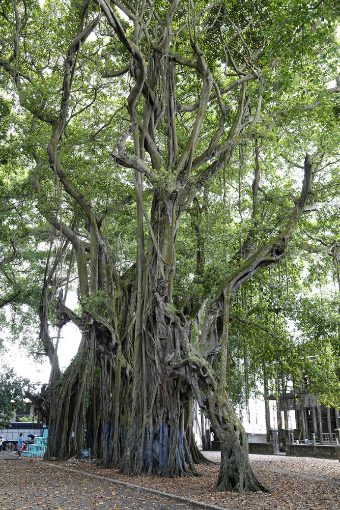Old Mangrove Tree