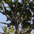 Cuckoo-shrike on Nest