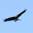 Fish Eagle with Fish