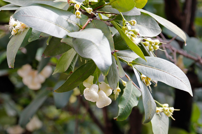 Bell-shaped fruit and blossoms