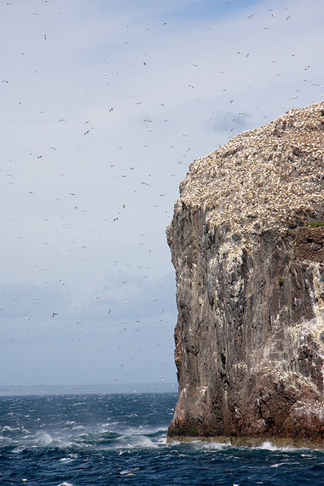 Gannets on Bass Rock