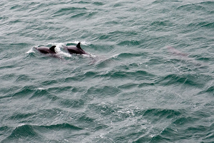 Dolphins alongside