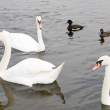 Swans and friends
