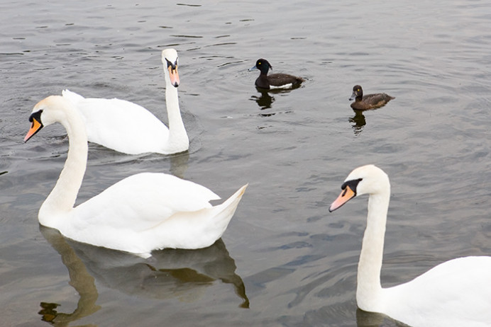 Swans and friends