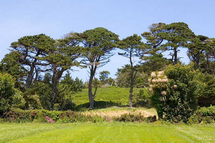 Field and trees, Tresco Abbey Gardens