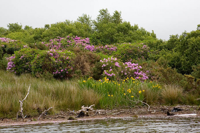 Flags and rhododendron, Sneem, Co. Kerry, Ireland