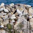 Gannet welcome home, Great Saltee Island, off the southern coast of Ireland