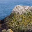 Gannetry on sea stack, Great Saltee Island, off southeastern coast of Ireland