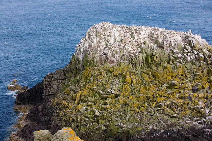 Gannetry on sea stack, Great Saltee Island, off southeastern coast of Ireland