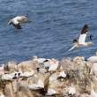 Gannets looking for a landing, Great Saltee Island, off the southeastern coast of Ireland