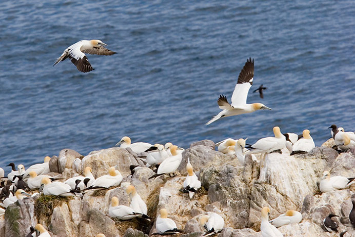 Gannets looking for a landing, Great Saltee Island, off the southeastern coast of Ireland
