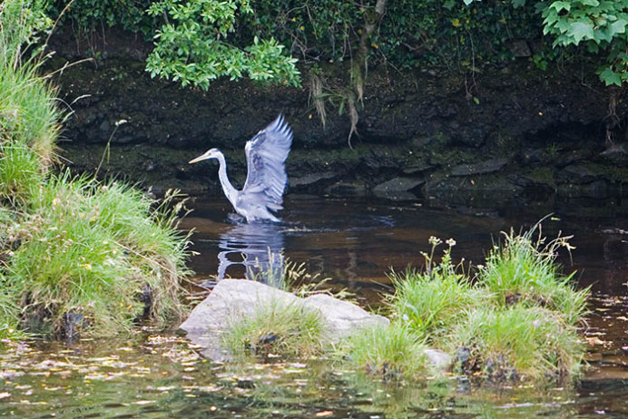 Grey heron, Sneem, Co. Kerry, Ireland