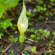 Jack-in-the-Pulpit type of plant