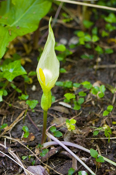 Jack-in-the-Pulpit type of plant