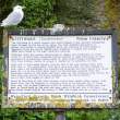 Sign at kittiwake colony, Dunmore. Unusual in that you can walk right up to it on land.