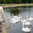 Feeding swans