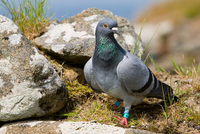 So-called Rock Dove, with jewelry, Great Saltee Island, off southeastern coast of Ireland