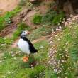Atlantic puffin, Great Saltee Island, off the southeastern coast of Ireland